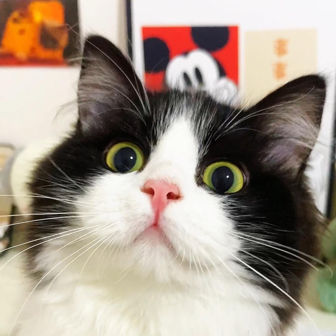 花卷是个小猫咪🐱