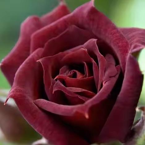 黑月季⁷⁷⁹⁹