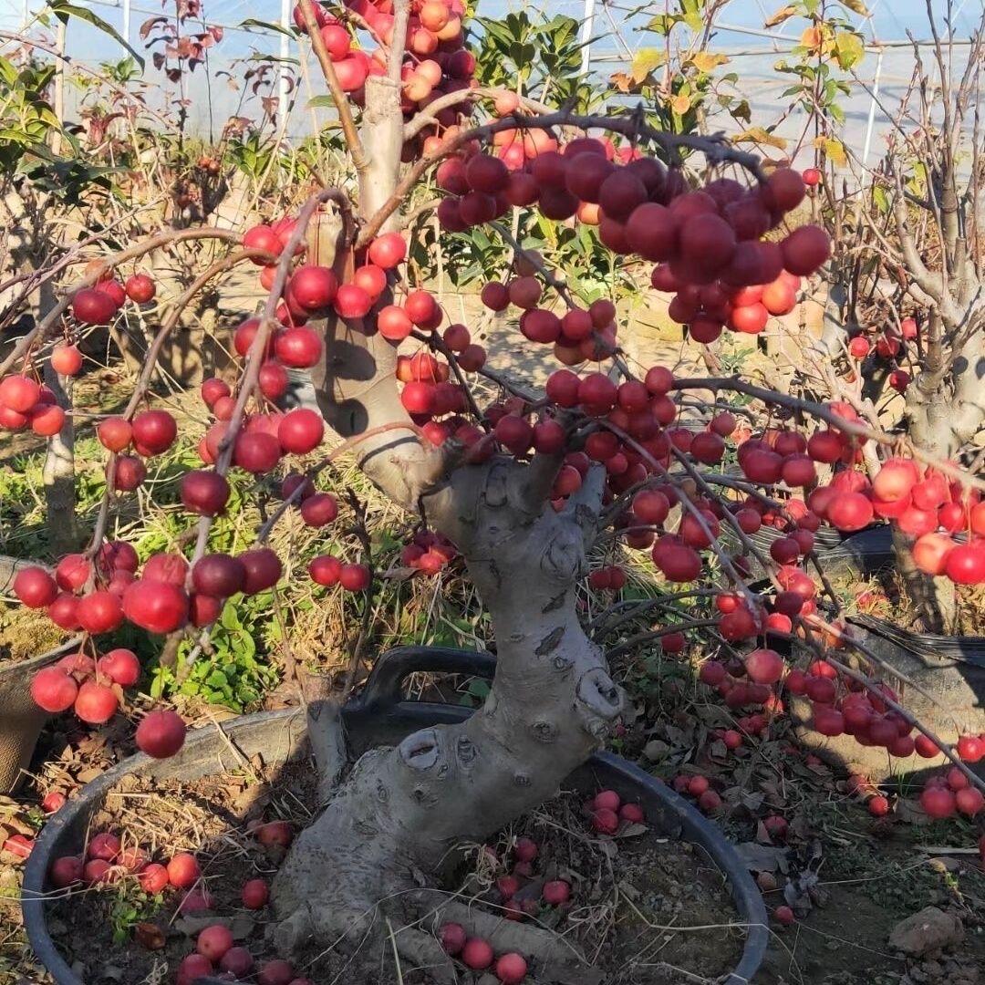 有啥卖啥的吴小姐