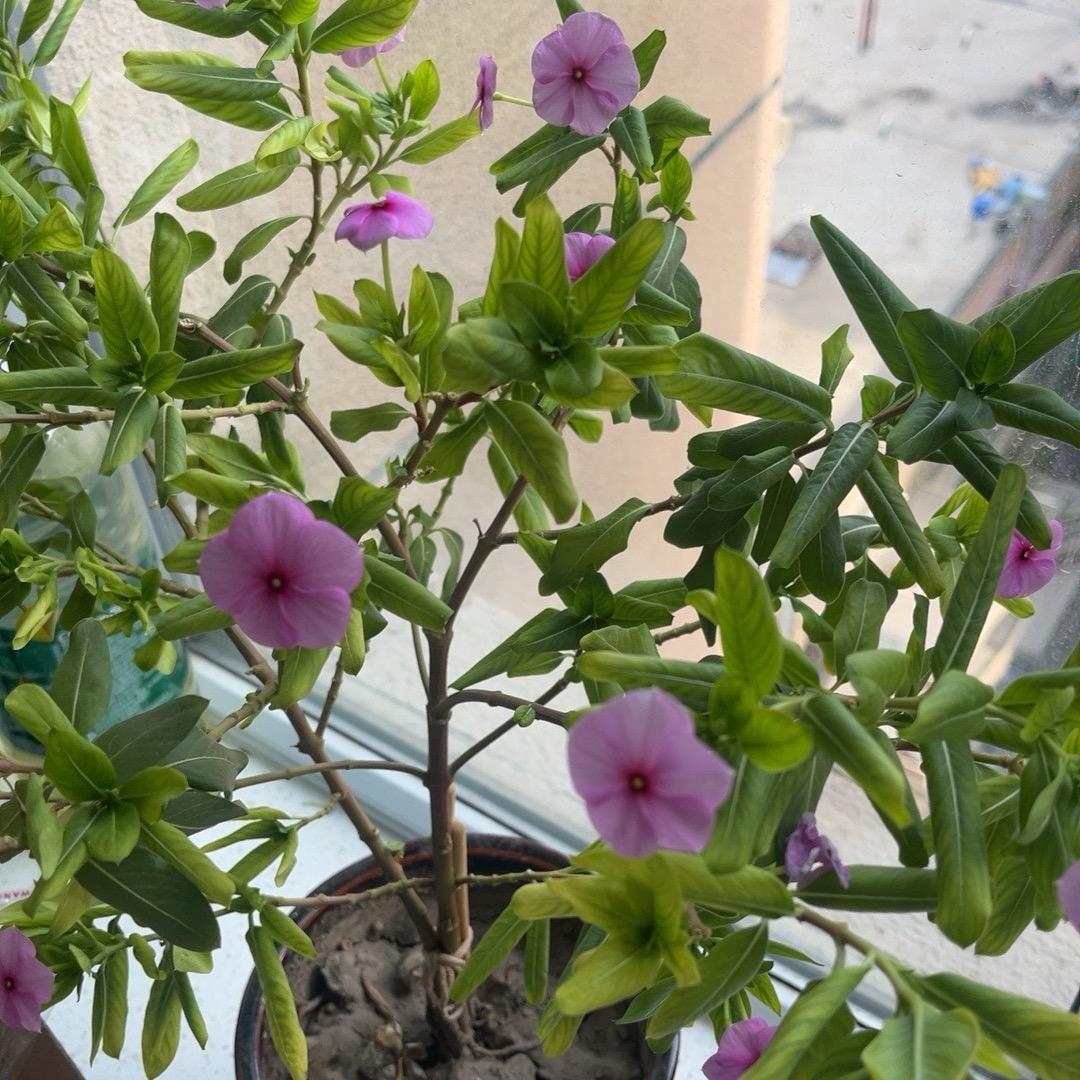 新疆兄妹淘特产