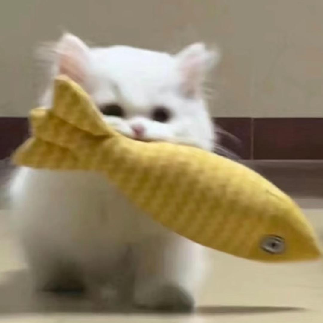 喵喵姐