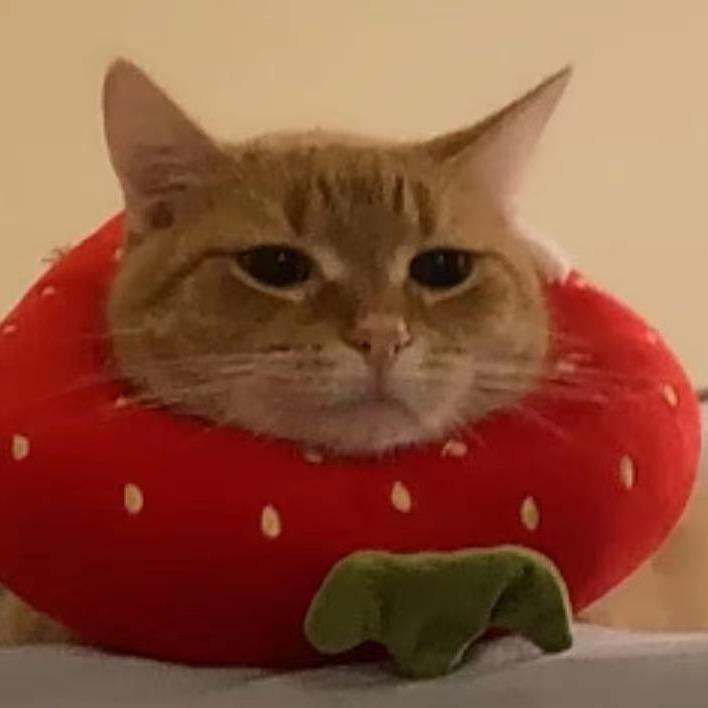 蛋蛋的金橘猪