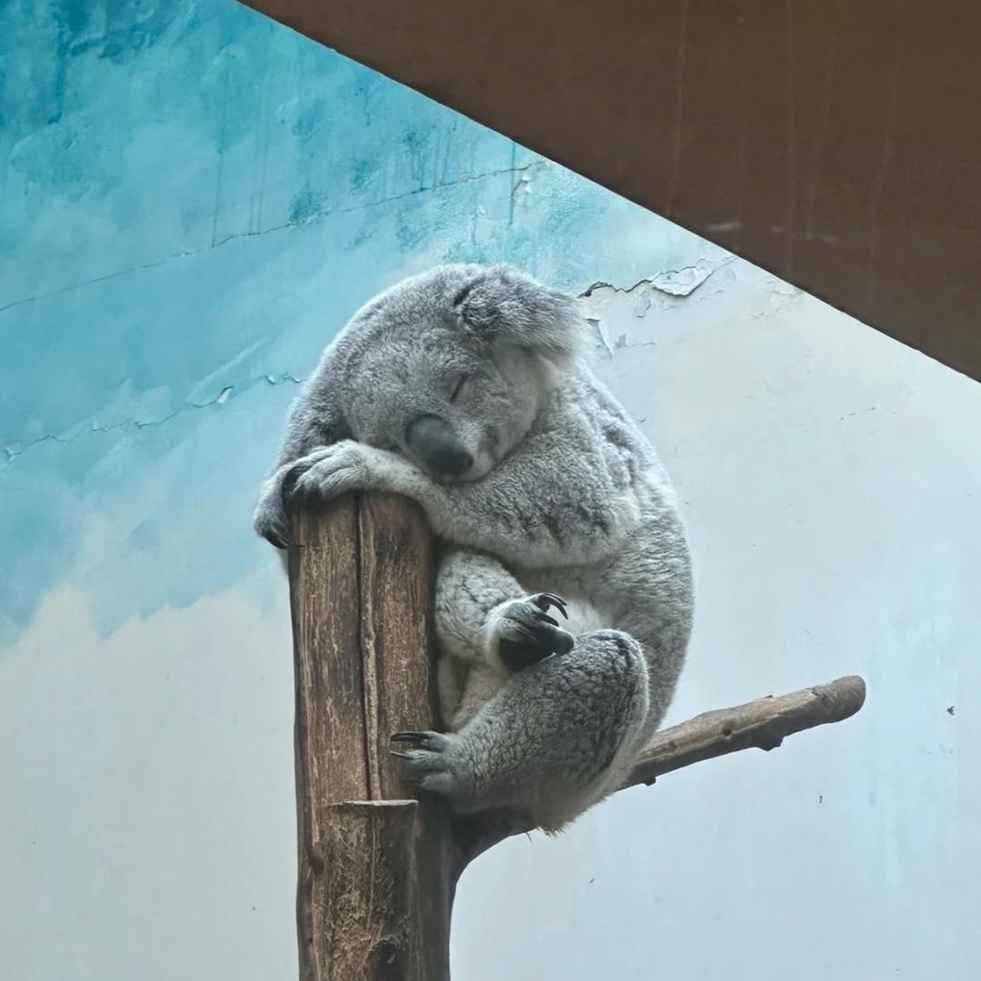 夏清秋