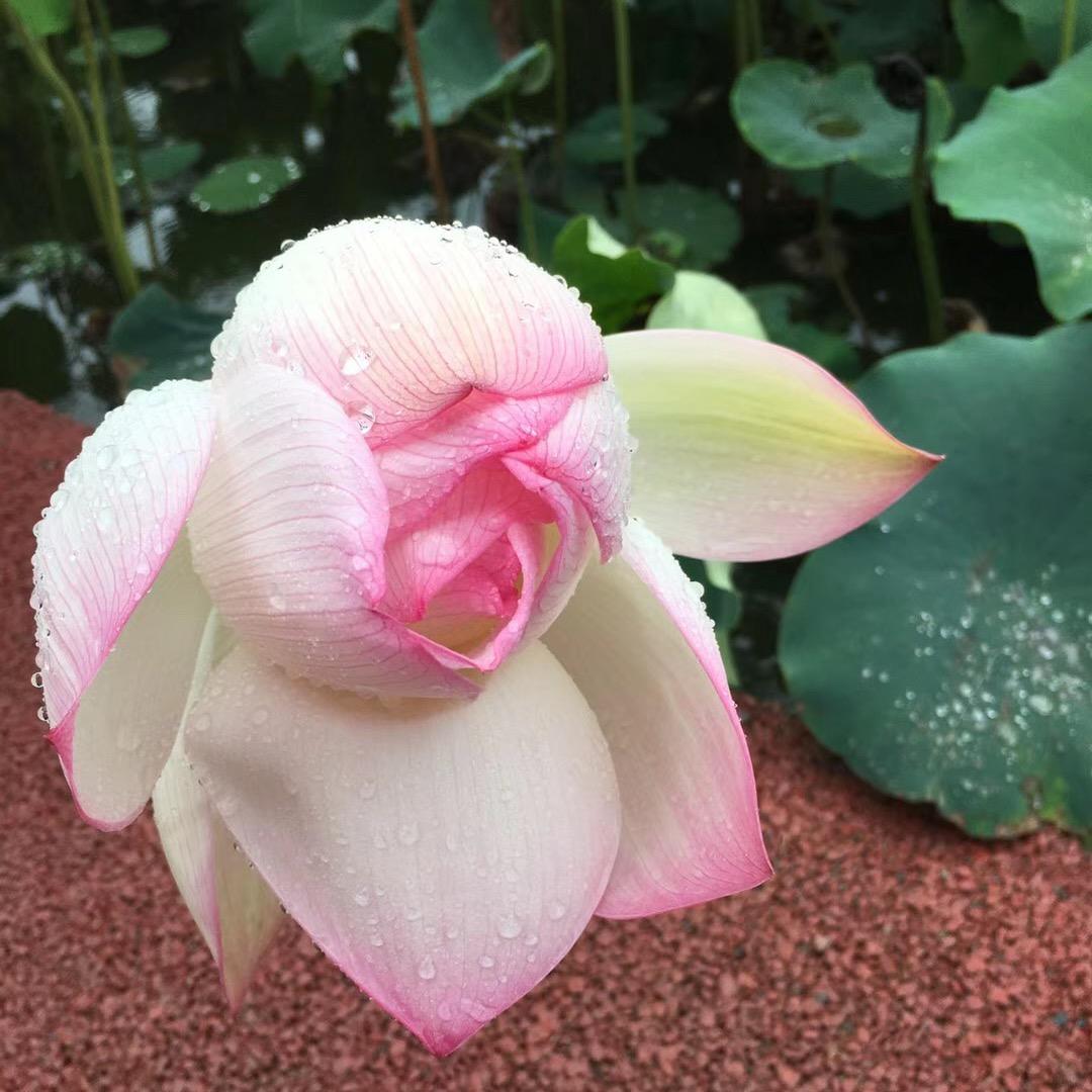 、放任的骄傲。