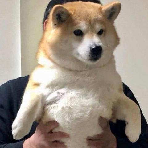 萌宠饲养日记