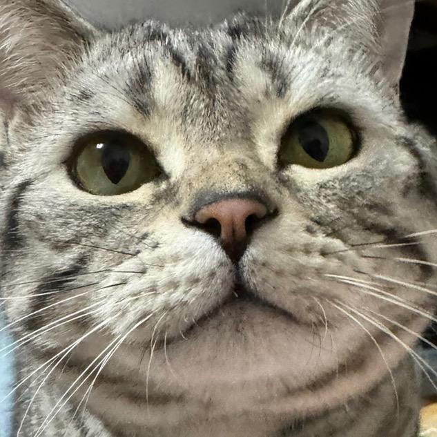 Sukeywook