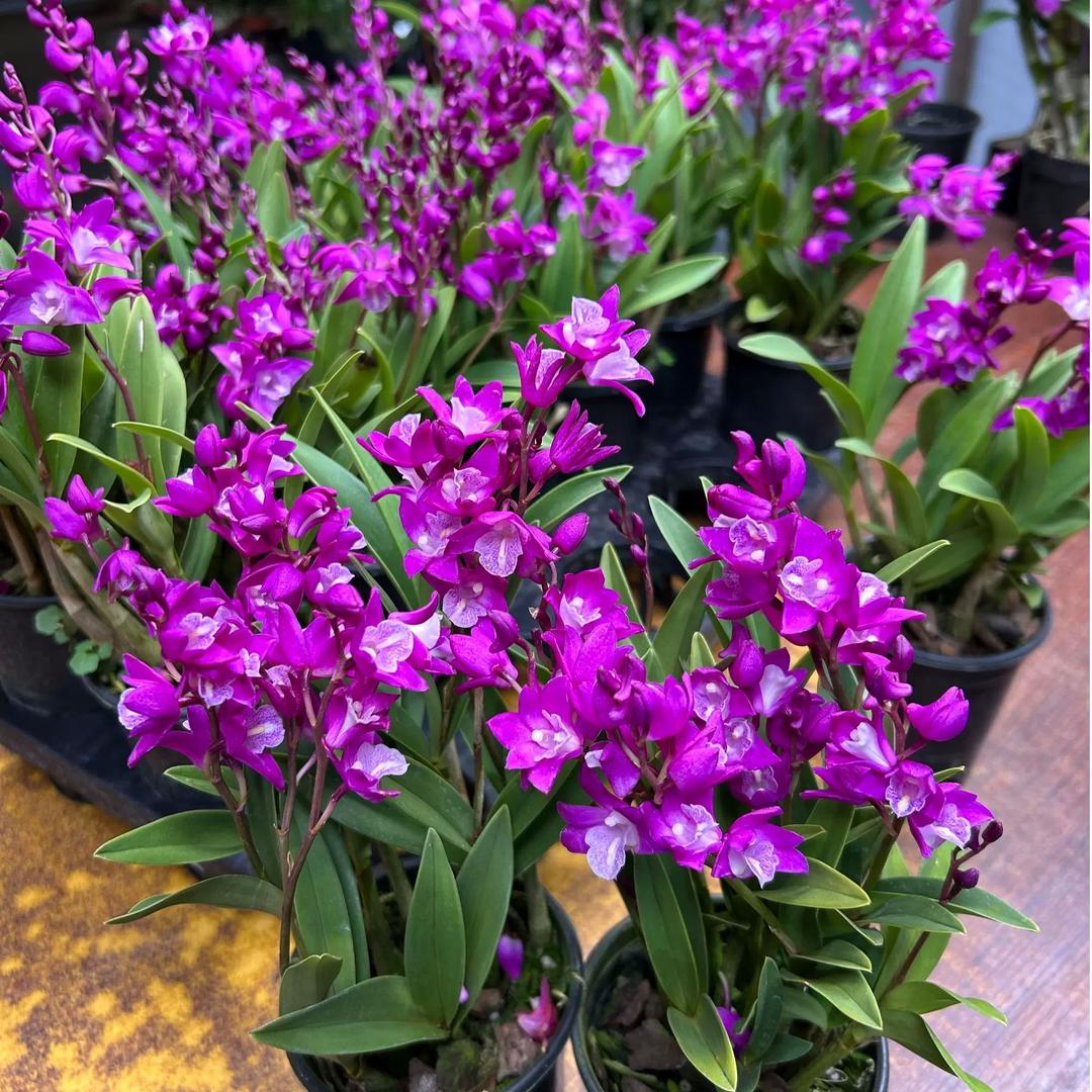 颜中花艺坊