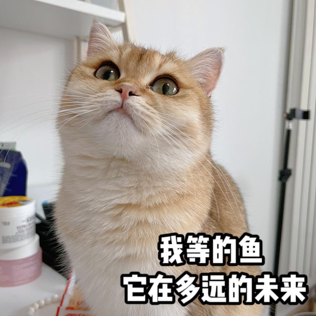妮妮家的猫