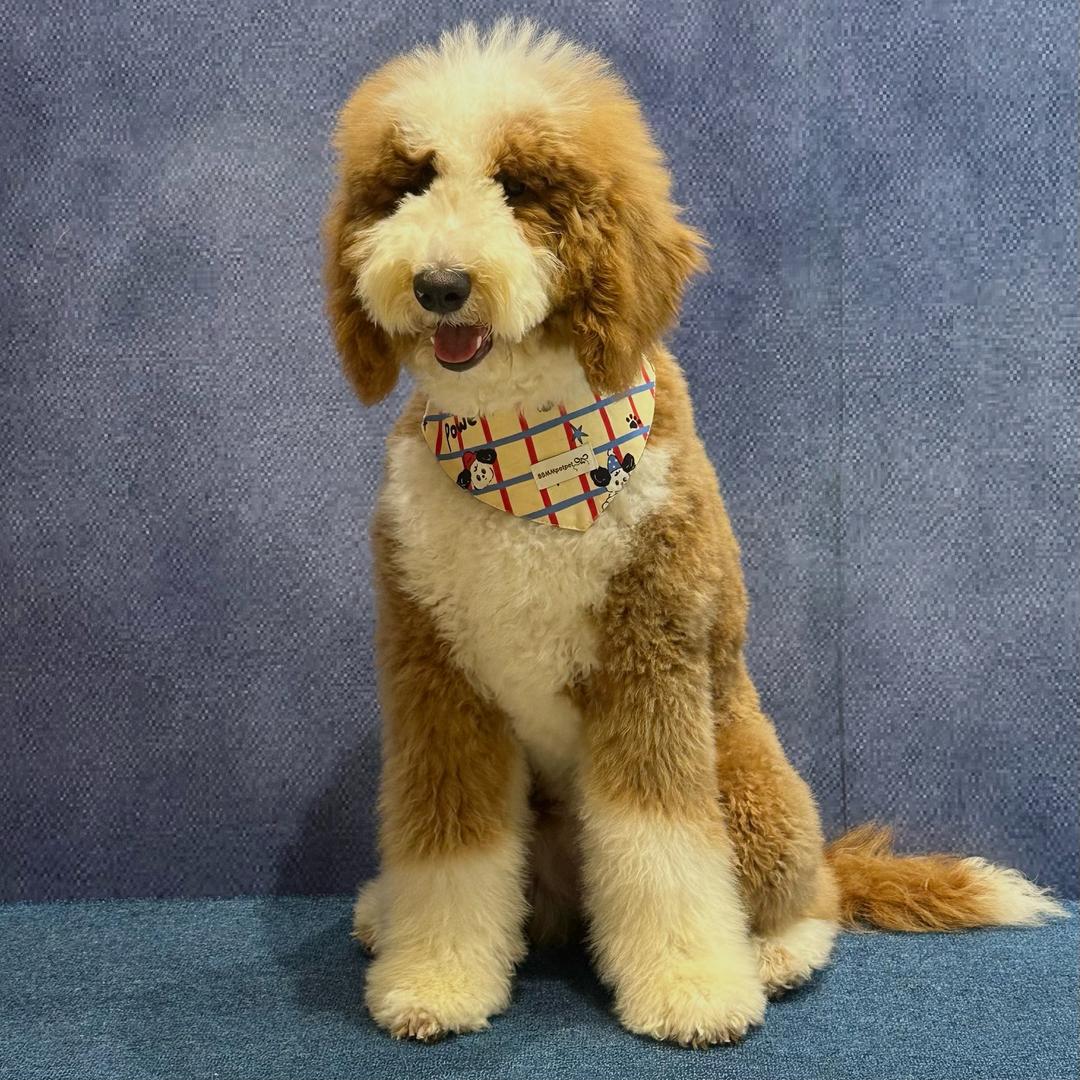 小熊和她的主子们🐾