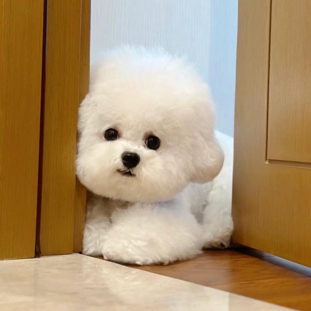 喵了个汪