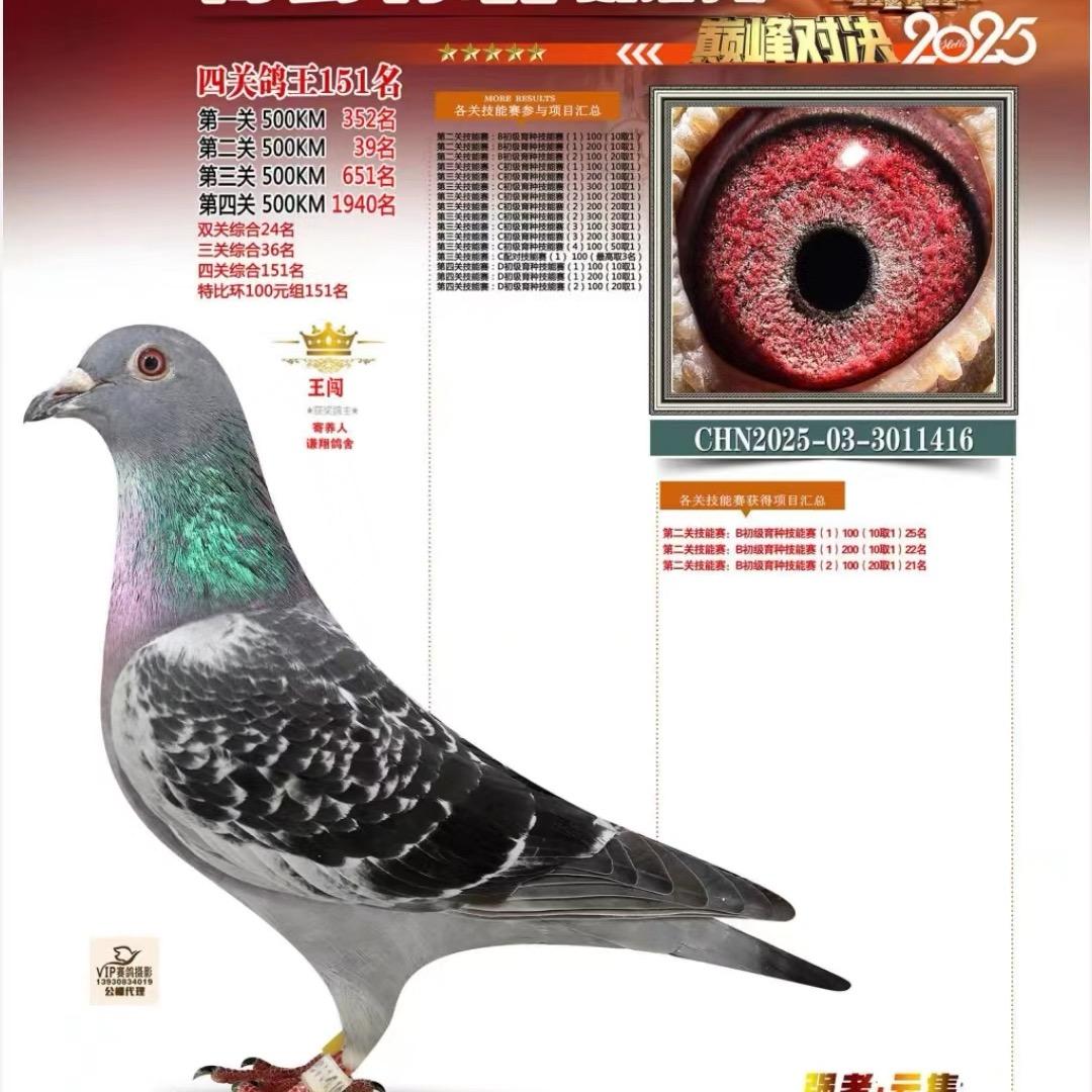 谦翔鸽店(诚信赢天下）