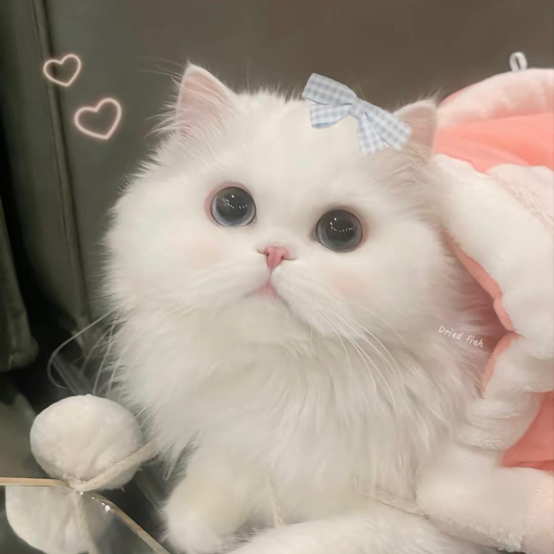 鱼鱼