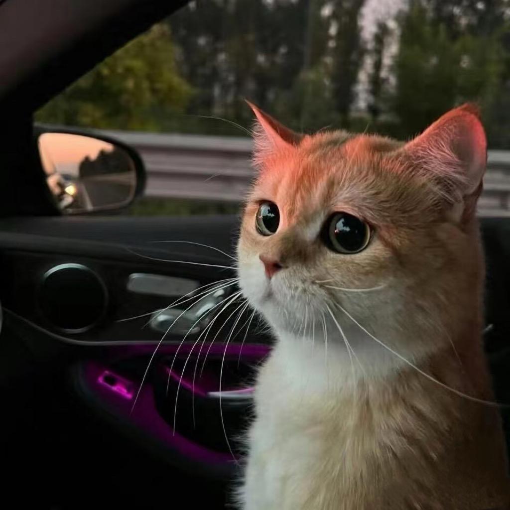 猪估沥