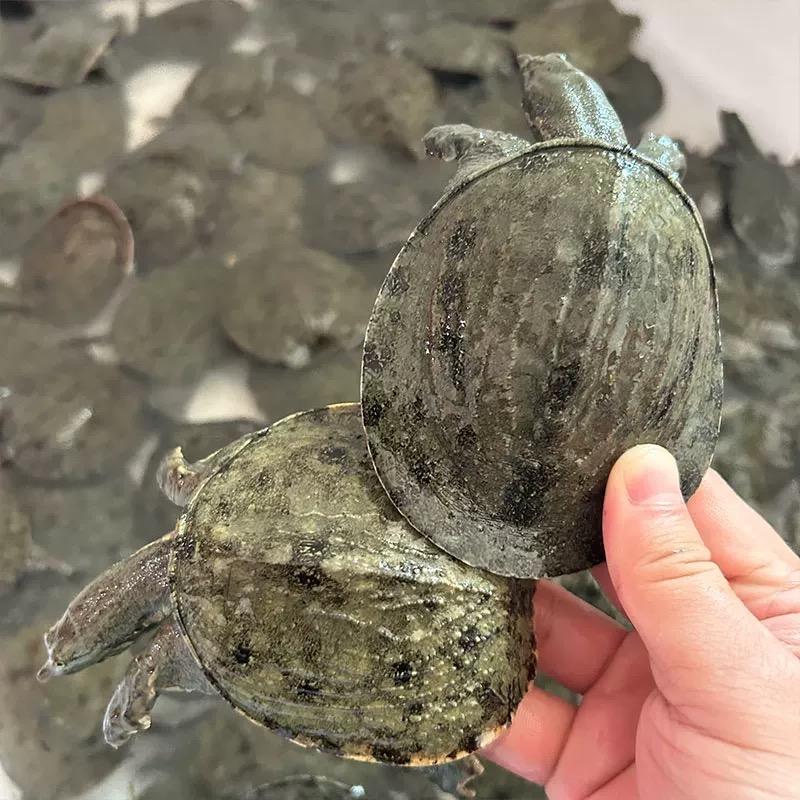小荷花甲鱼苗水产养殖