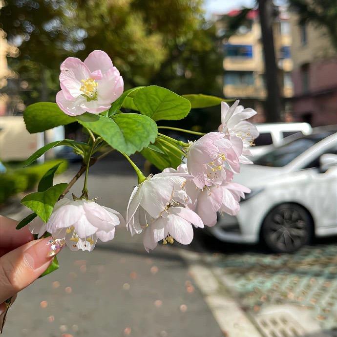 金小金