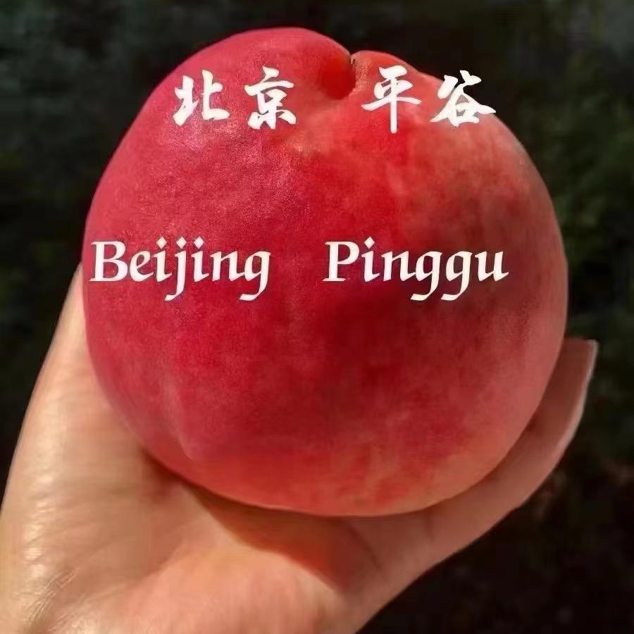霄云平谷农场小时打