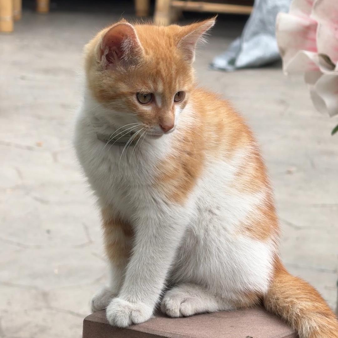阿婆小院招财猫