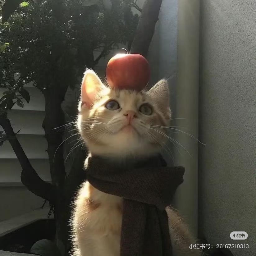梨花诗💕