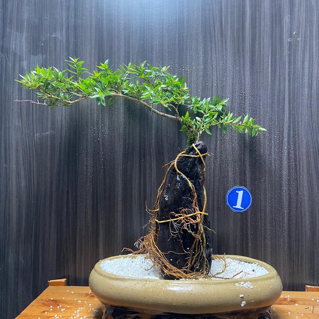 寻薇绿植店