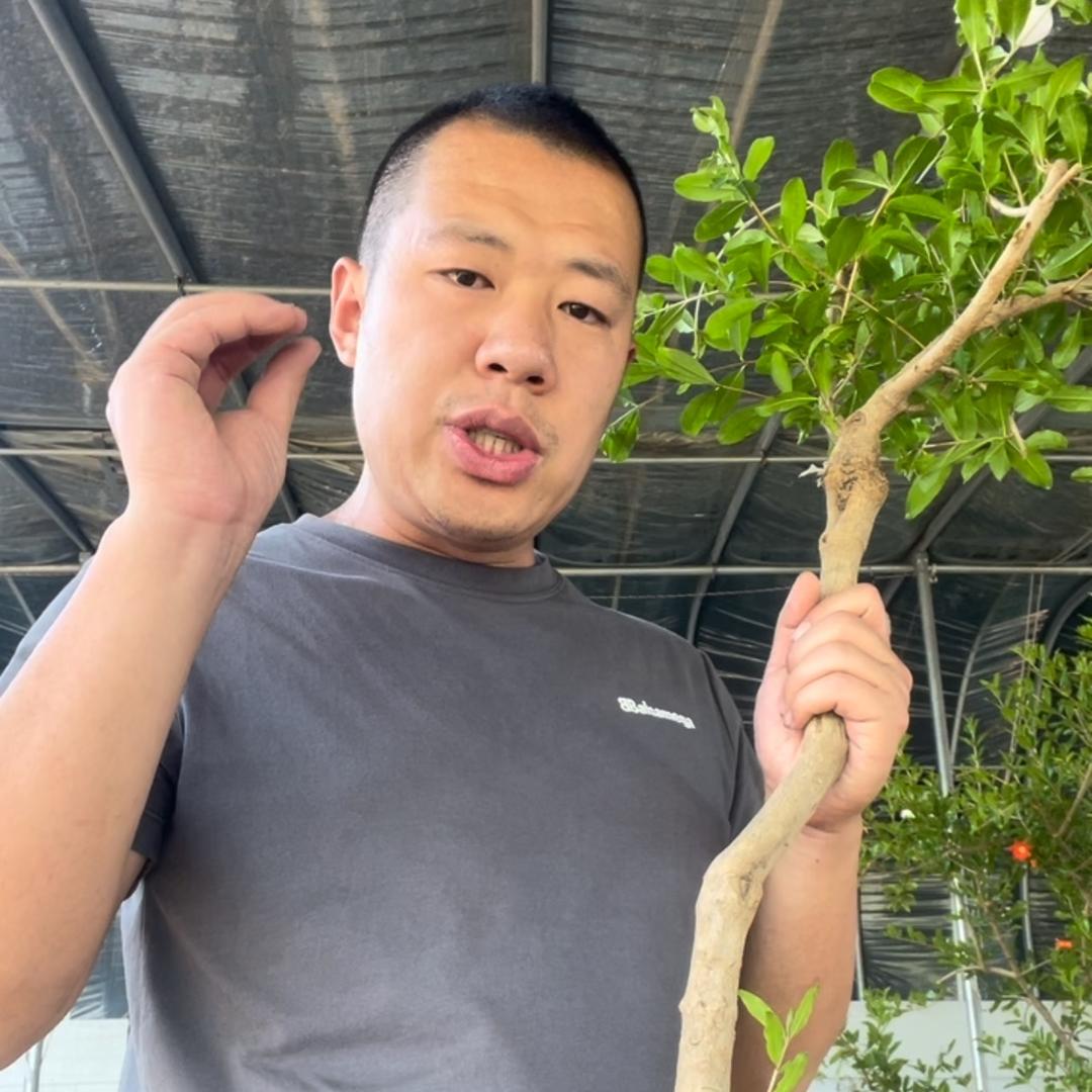 山东石榴哥