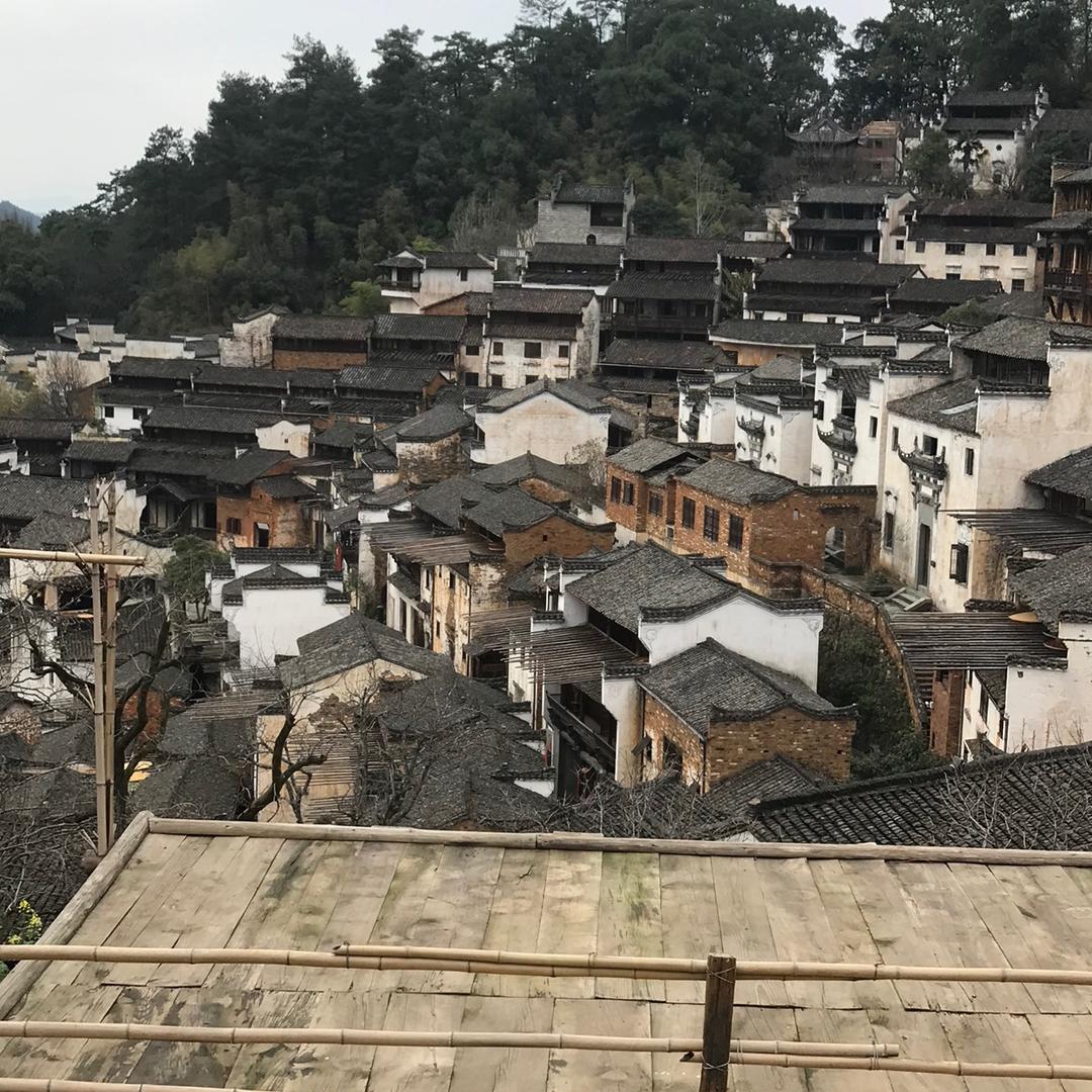 蓝鲸 骆驼