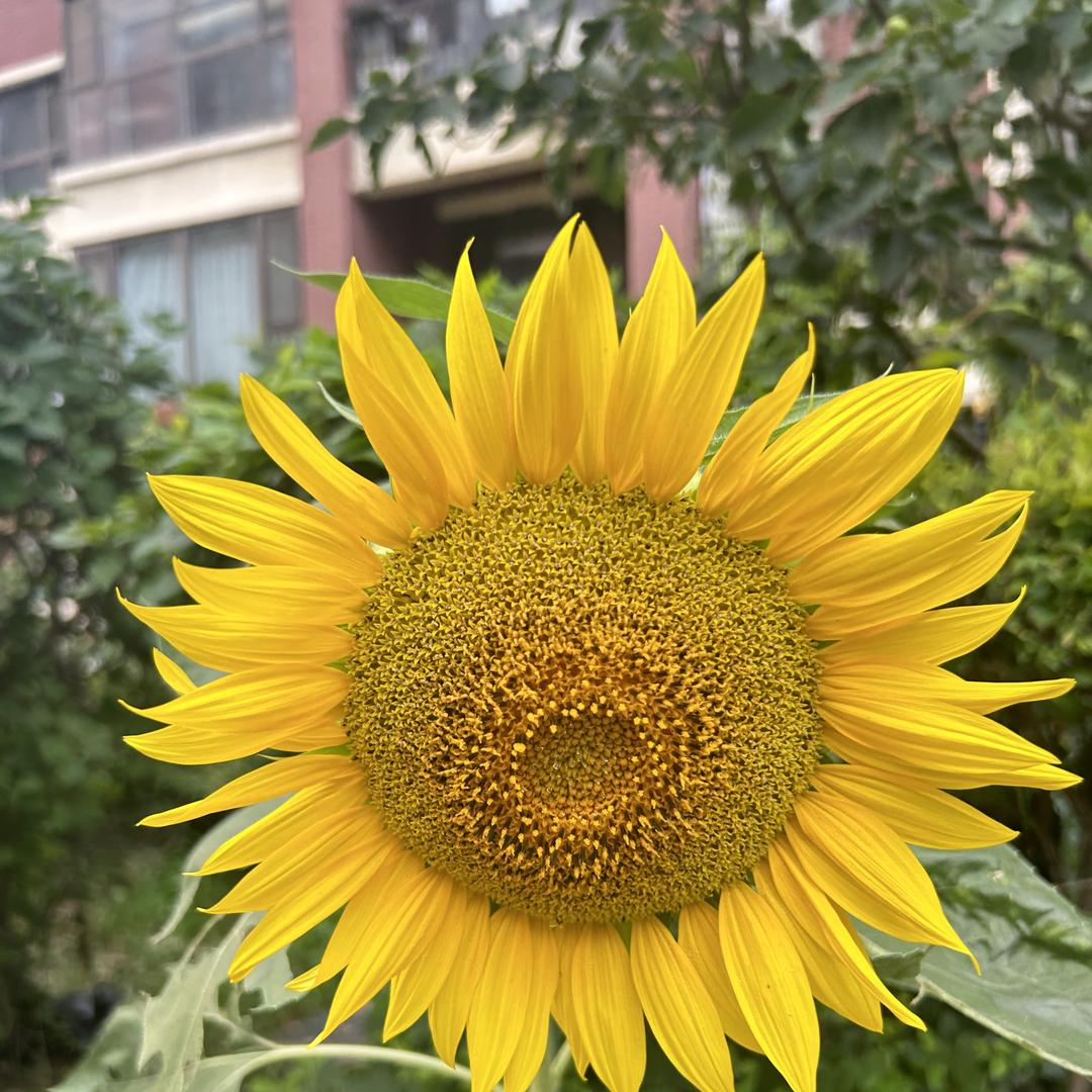 全网水果专营店浪人水果