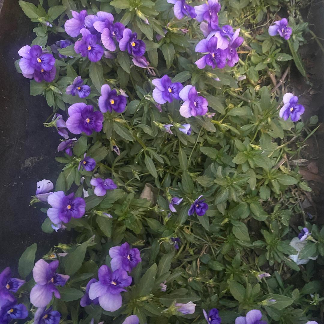 大雄