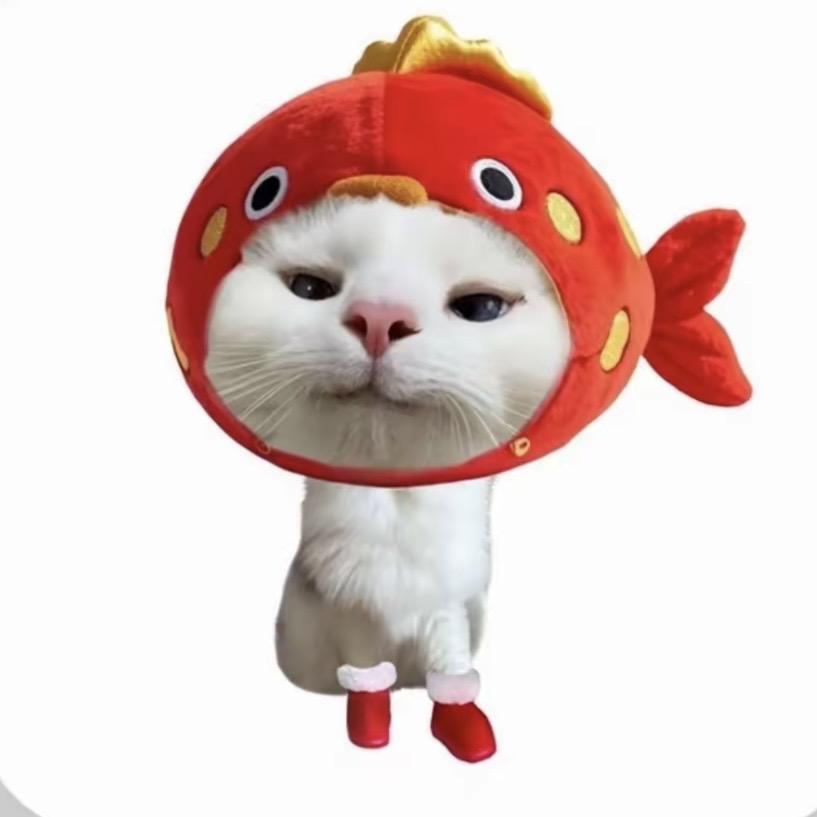 🐟🐟🐟🐟🐟