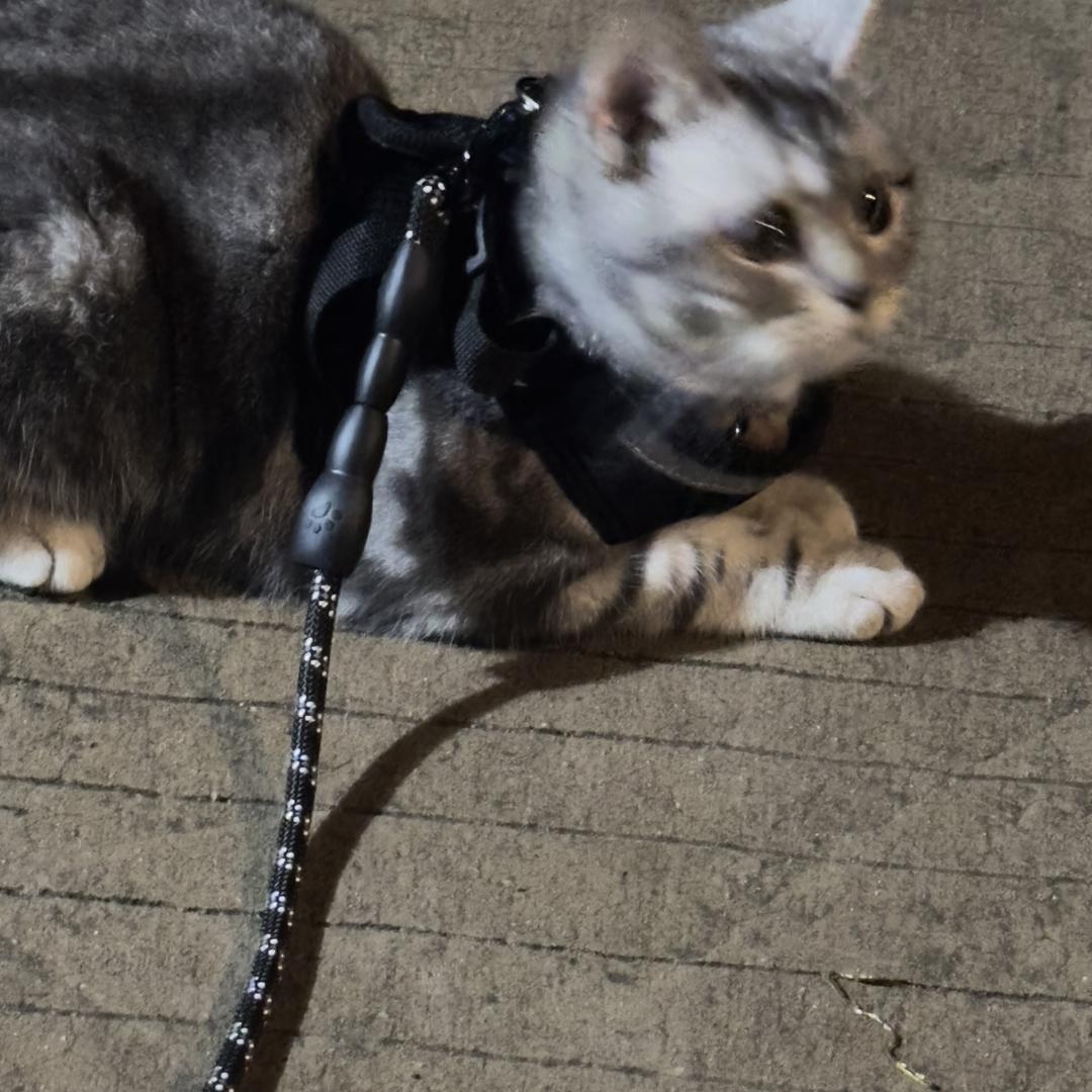 Seepro奢派潮玩社