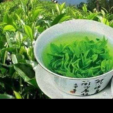 小泰迪