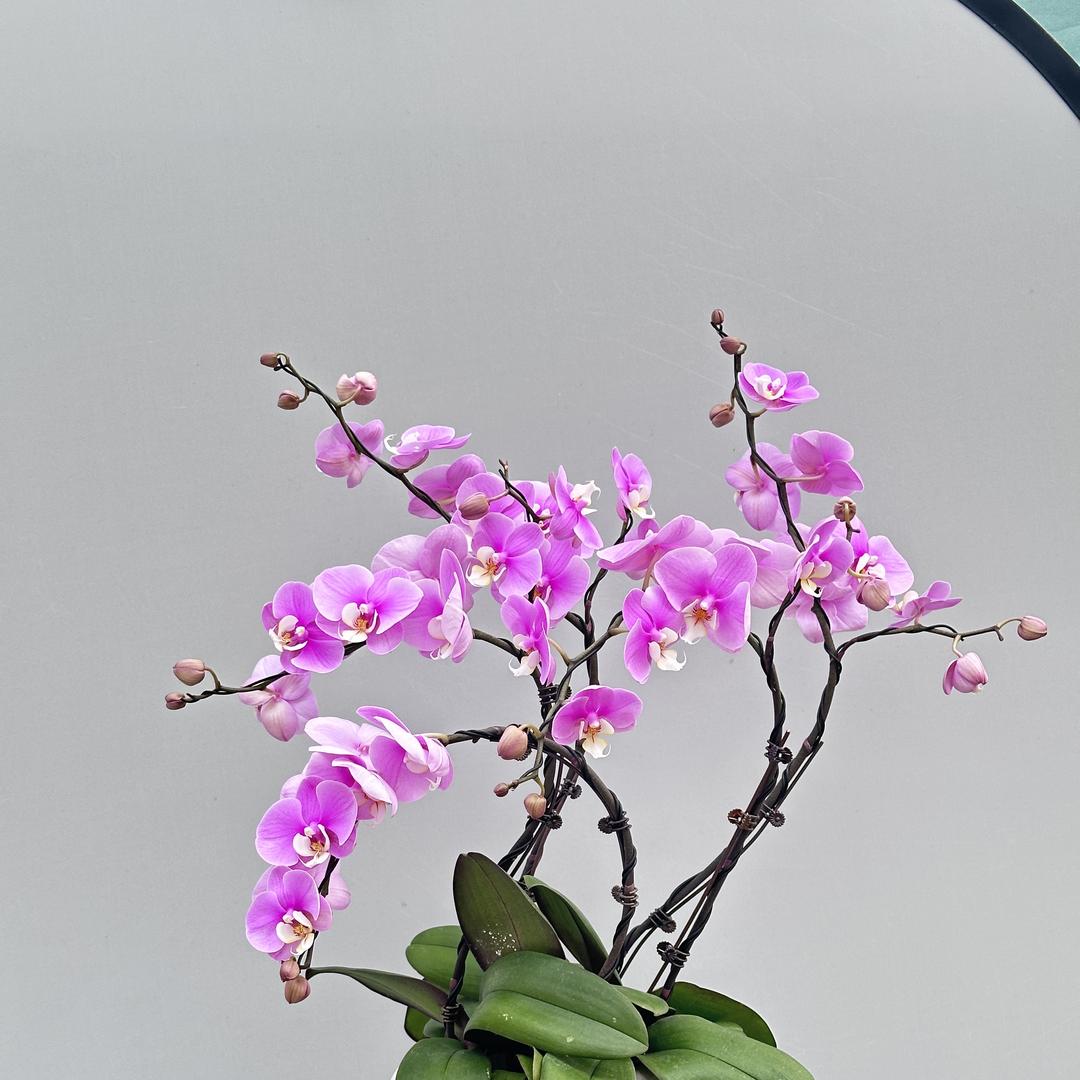 博华花卉