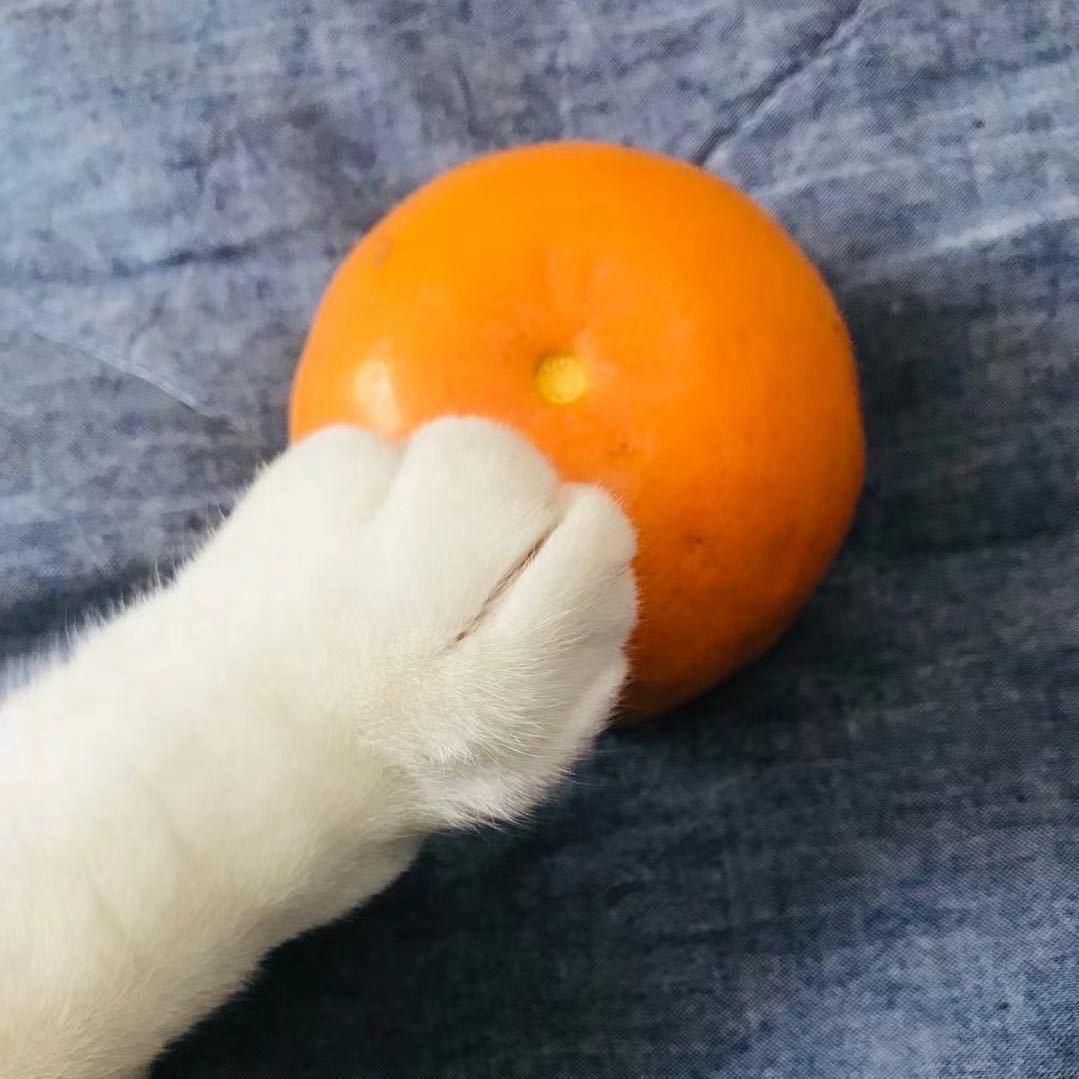 五爪金猫🐱