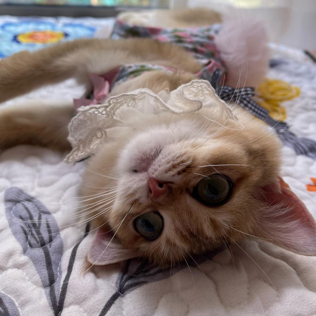 喵喵🐱妞妞🐶