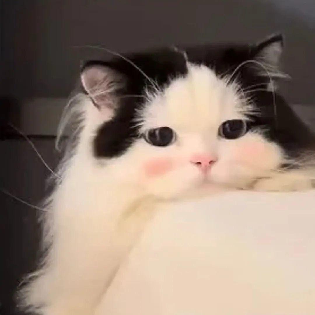 ^小熊软糖^