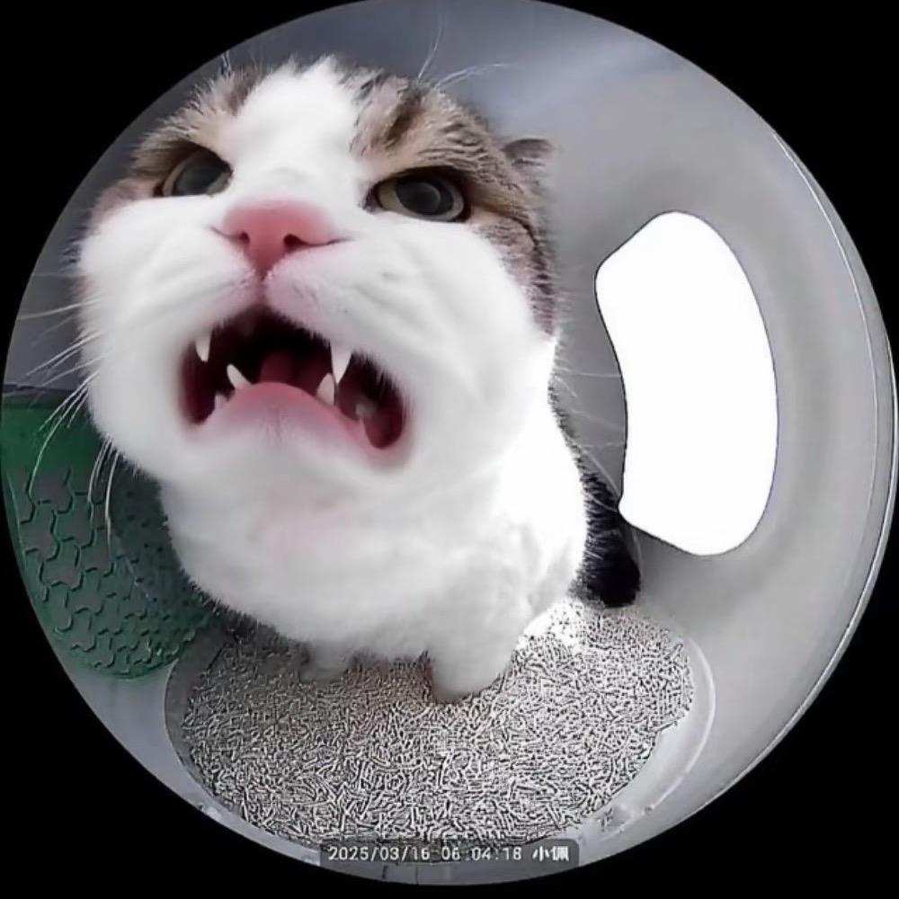 猫小跳_