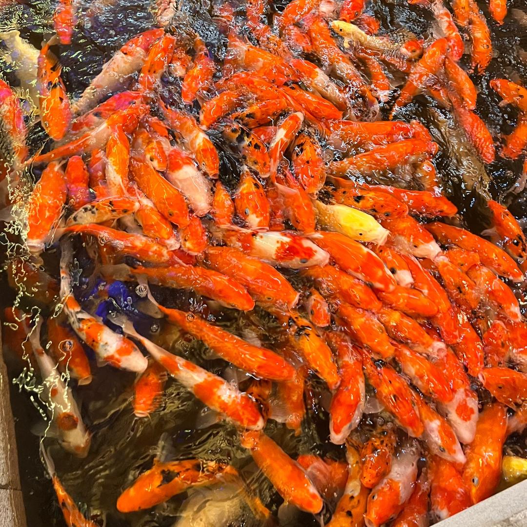 寵妳/aiq綄鎂