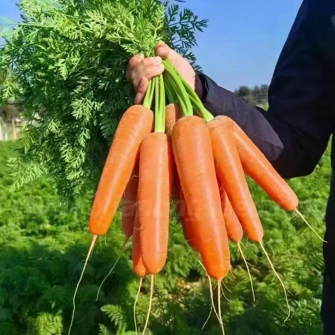 亮哥佛山蔬菜每天送