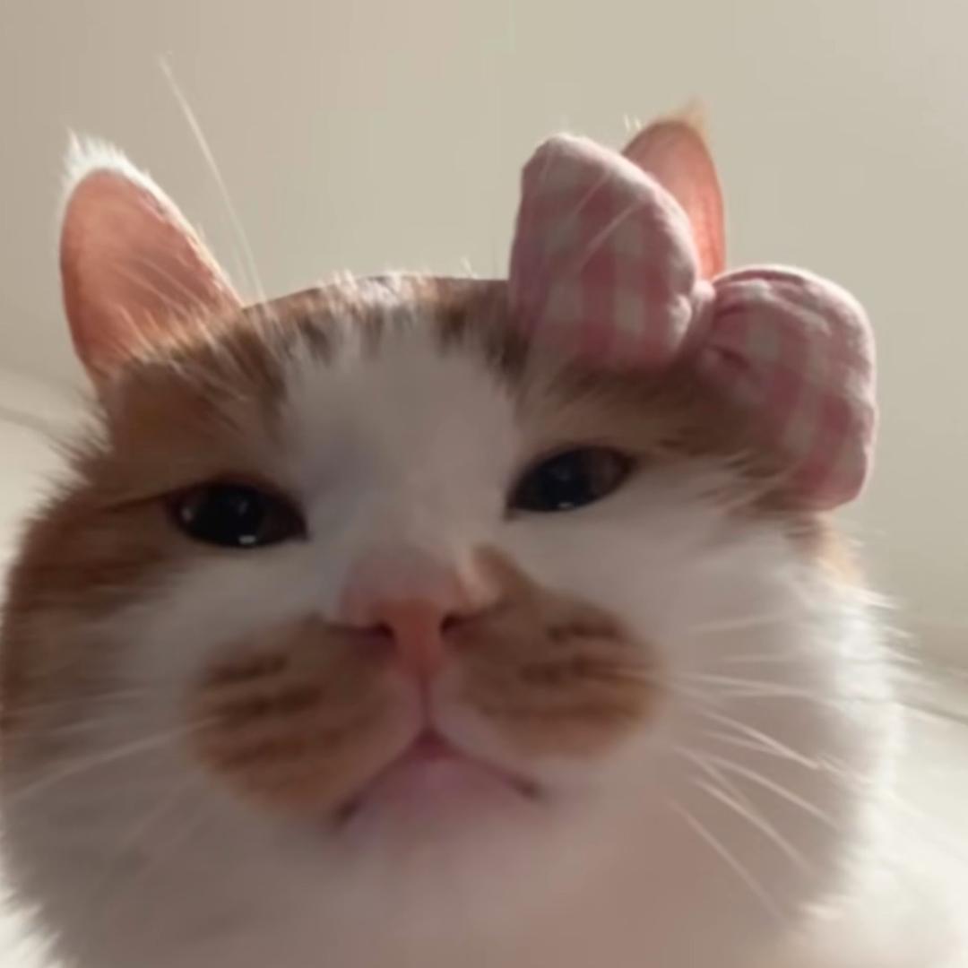 屁狐狸🍀