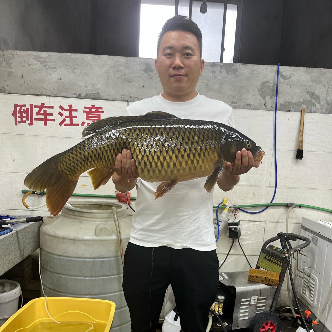 龙哥钓鱼🎣