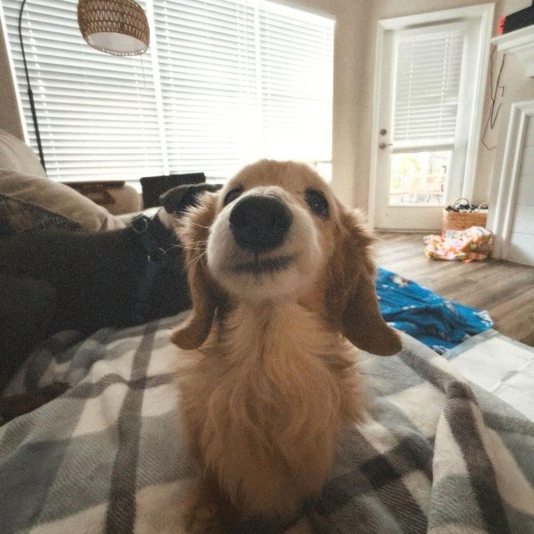Shai
