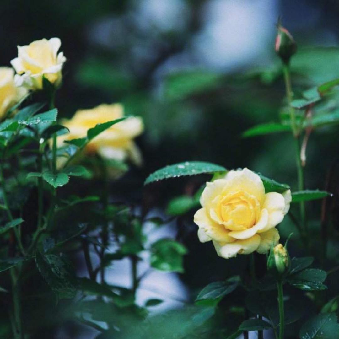 威子🌻