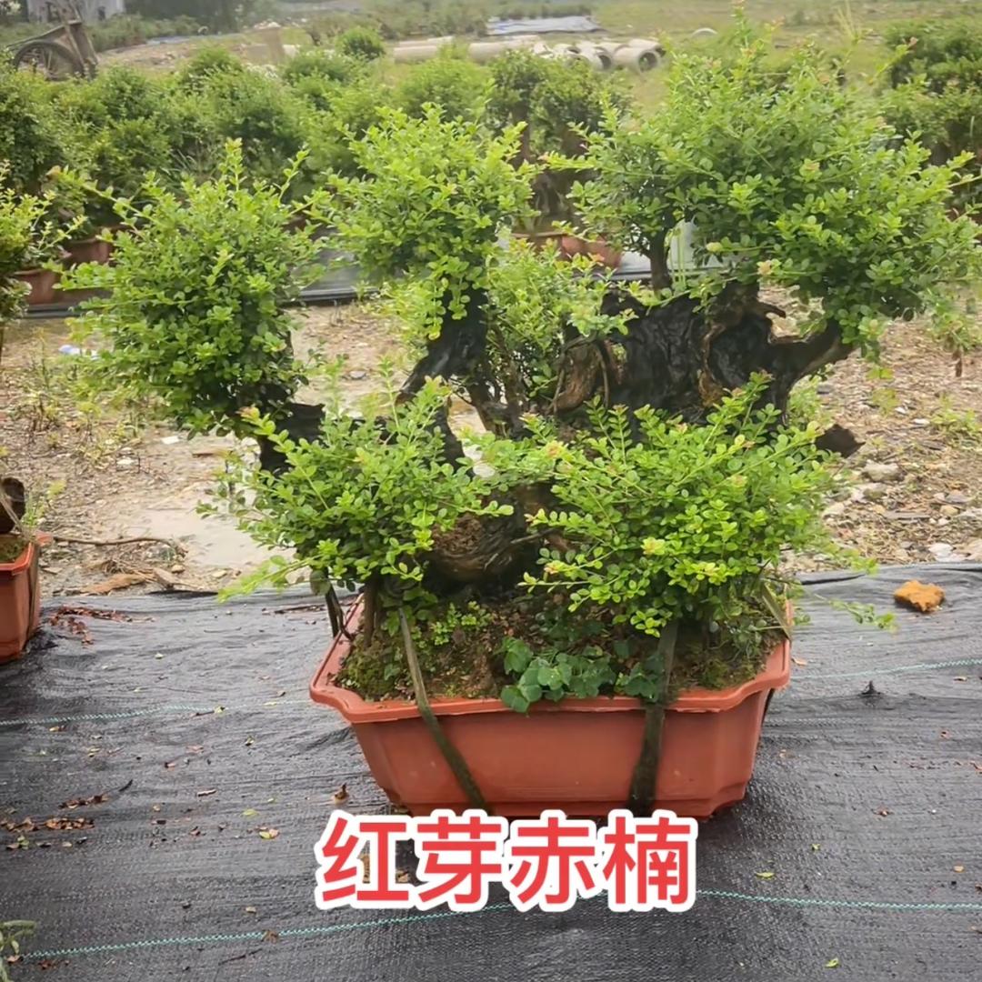 树荣园艺