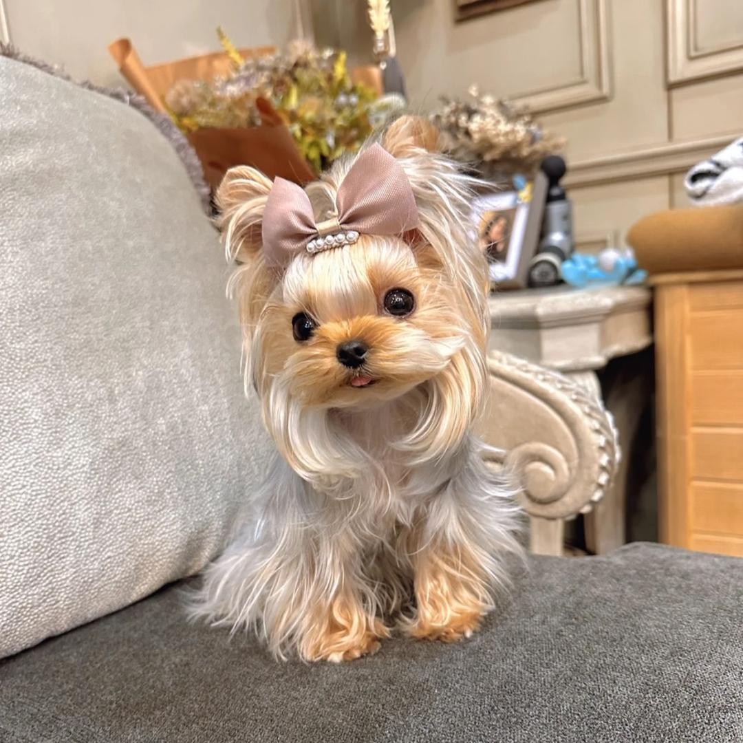 静待花开时节 百合