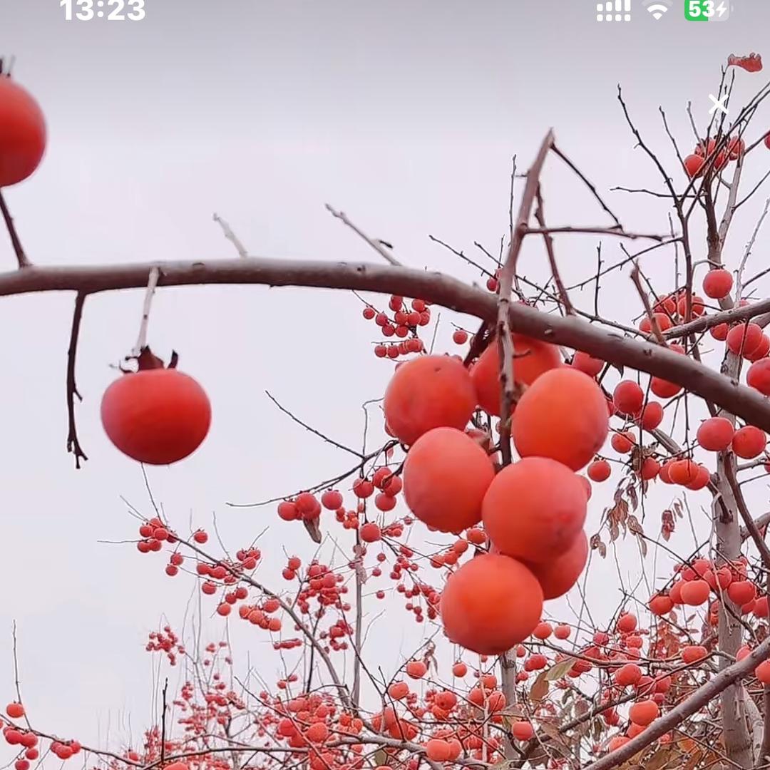 54℉温酒