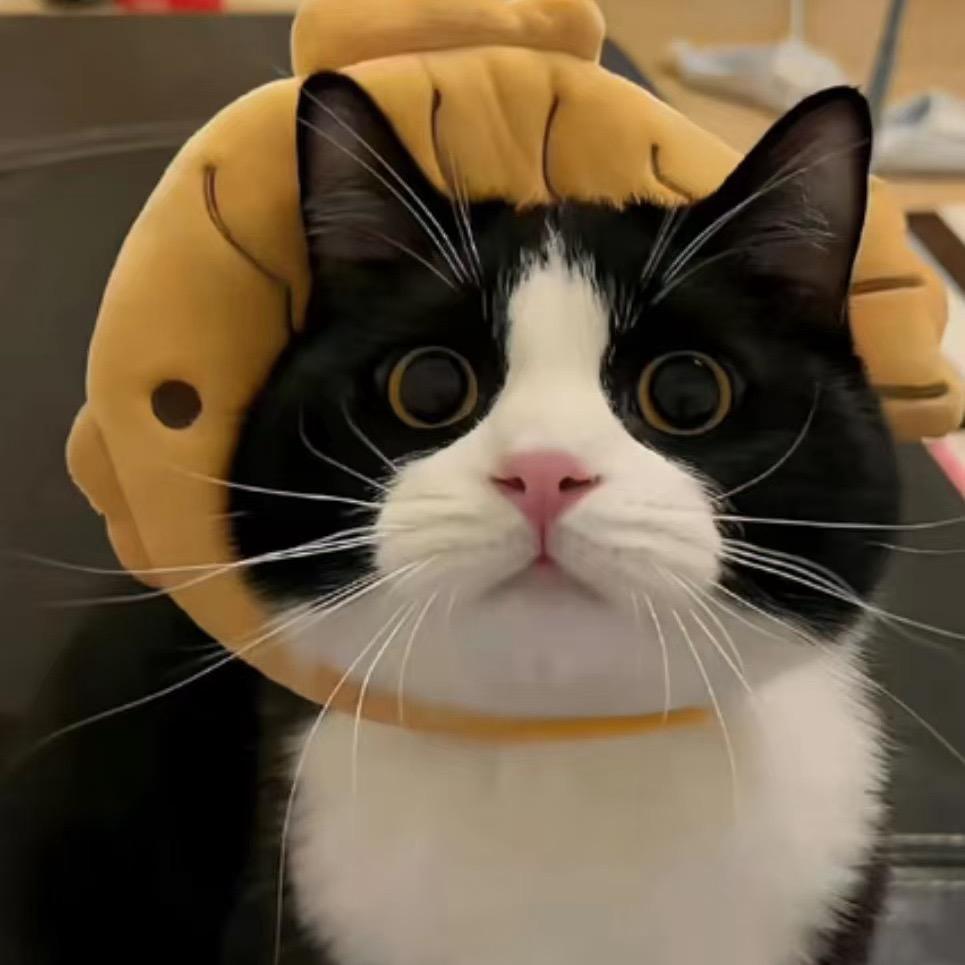 猫🐱