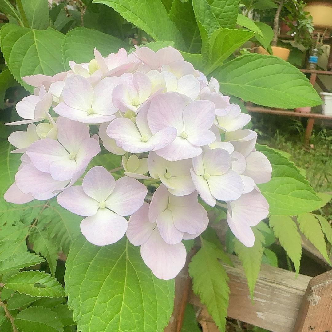 灵灵