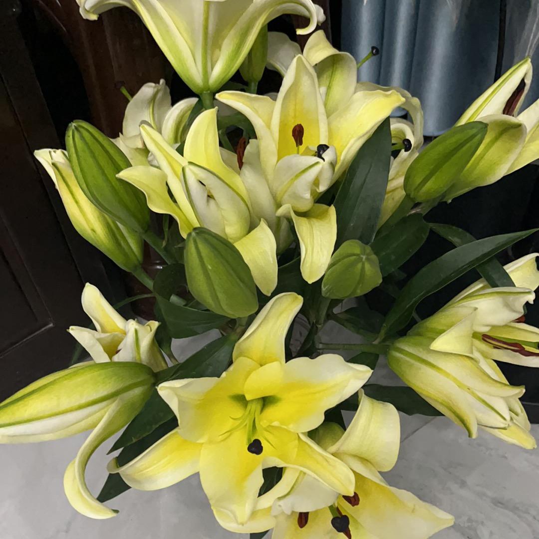 小 考 拉（Minty）