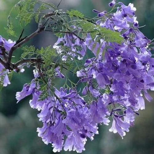 嘟嘟小脚丫‘’