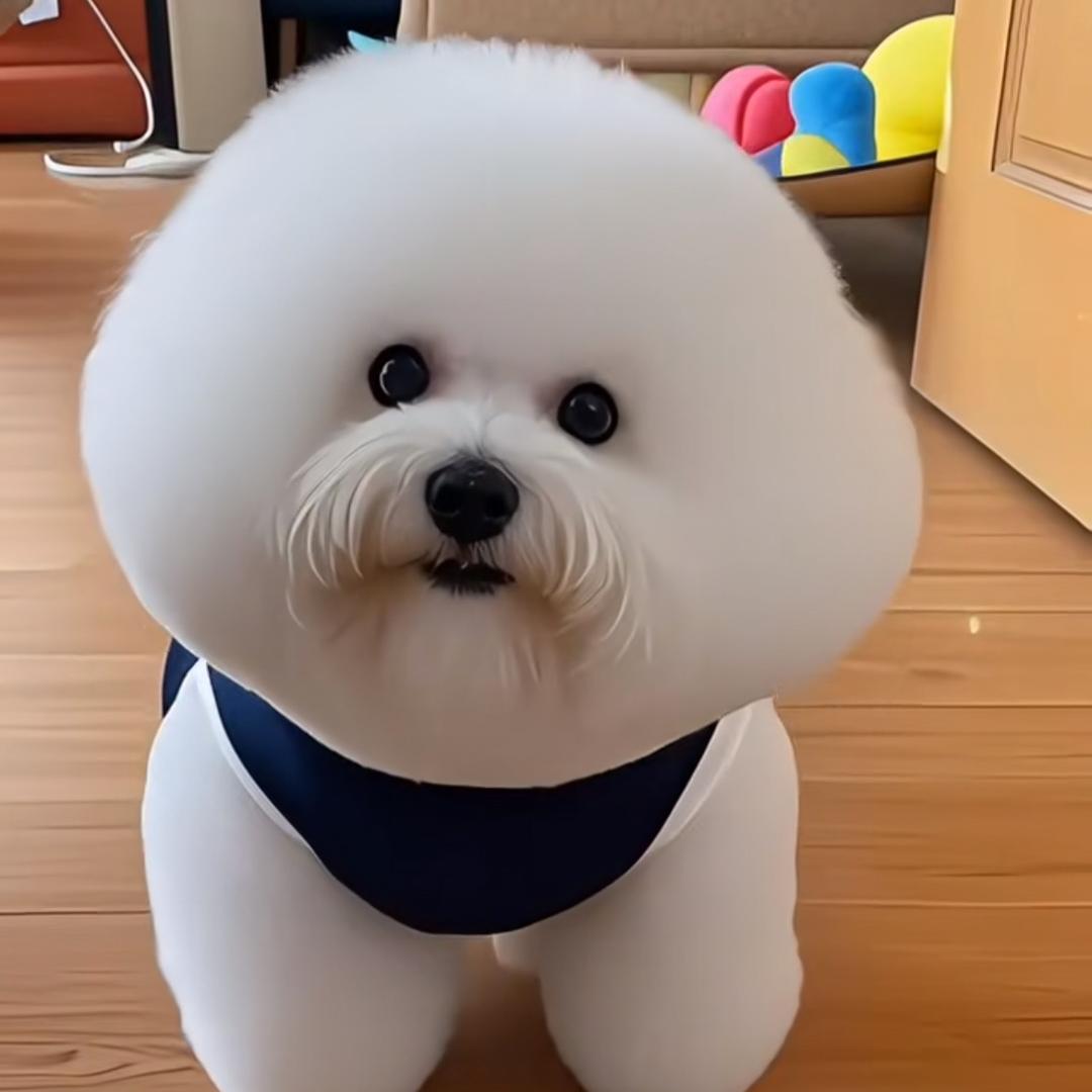 逗豆小比熊