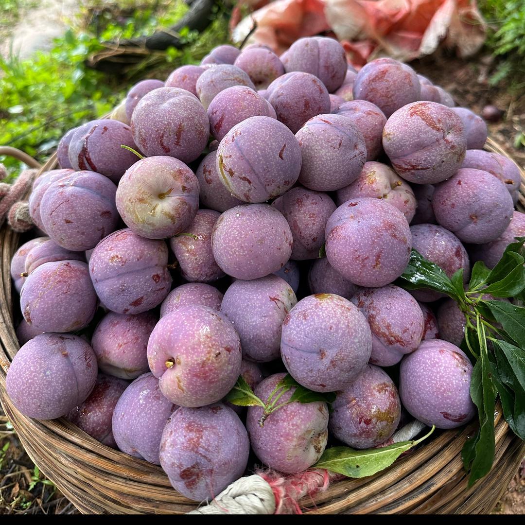 鲜之鲜·YU
